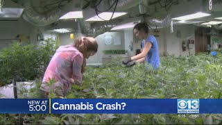 Growing concerns about California's cannabis industry
