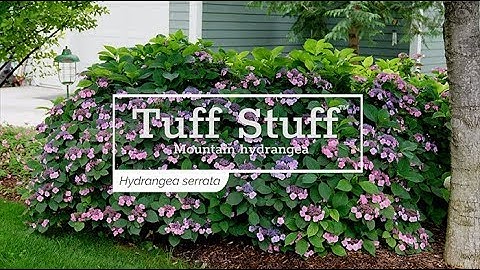 30 Seconds with Tuff Stuff™ Mountain Hydrangea