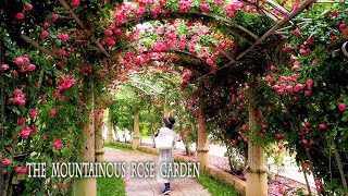 The alpine rose garden - Heidi's Village, Roses are in full bloom. ハイジの村でバラが見頃 #rose #roses