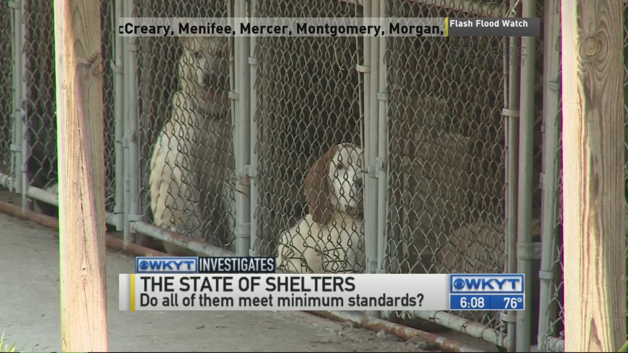 WKYT Investigates The state of Kentucky animal shelters, state law not