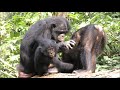 How Cute Wild Bonobos are! Mother and Infants Social Play of Tickling!
