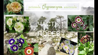 Посев семян в торфяные таблетки: 5 плюсов и 1 минус. Семена здесь: auricula.ru