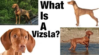 What Is A Vizsla??? by 2 Pitbulls 338 views 7 years ago 8 minutes, 10 seconds