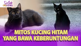 MITOS KUCING HITAM BAWA KEBERUNTUNGAN, AHMAD DHANI BUKTIKAN PUNYA 30 KUCING HITAM -SELEB ON NEWS