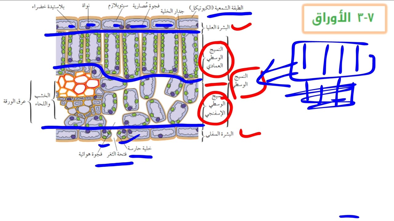 الأوراق للصف التاسع - أحياء