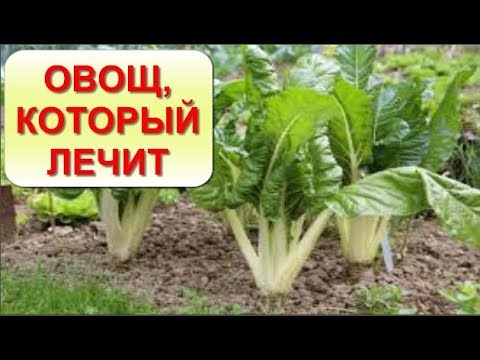 Вы еще не слышали о таком овоще? МАНГОЛЬД-замедляет процессы Старения, убивает РАК