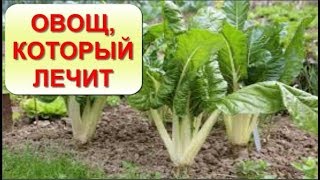 Вы еще не слышали о таком овоще? МАНГОЛЬД-замедляет процессы Старения, убивает РАК Вы еще не слышали о таком овоще? МАНГОЛЬД-замедляет процессы Старения, убивает РАК