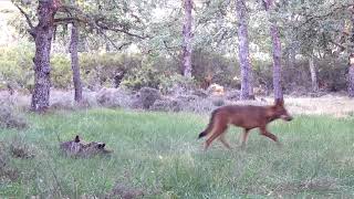 Lobo ibérico (Canis lupus signatus) cruza trotando el robledal 101.