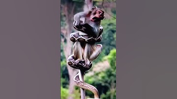 Python attac a monkey #funny #youtube #shorts 🤣🤣🤣