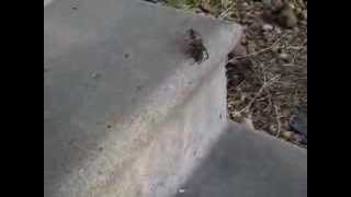 Blue Wasp Drags HUGE Spider to its Lair!