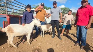 SEU SEVERINO DAS CABRAS CAPRIL SÃO RAFAEL SURUBIM PE