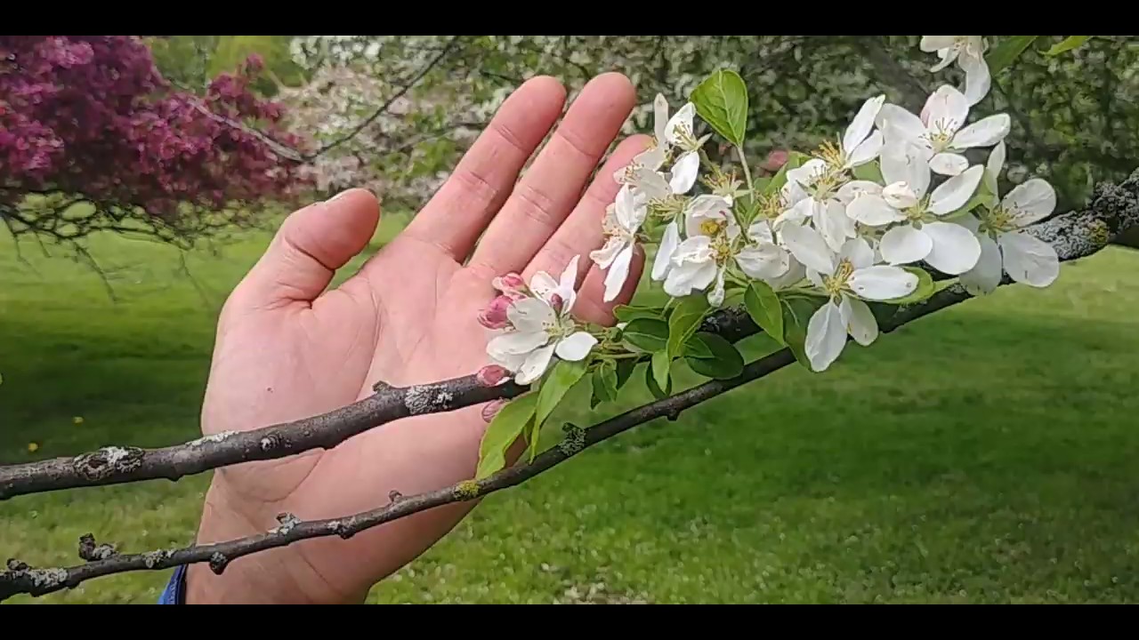Flowering Crabapple Collection at Royal Botanical Gardens