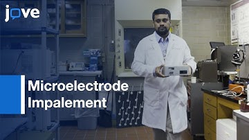Microelectrode Impalement for Membrane Potential Recording | Protocol Preview