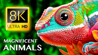 MAGNIFICENT ANIMALS 8K ULTRA HD / With Calming Music