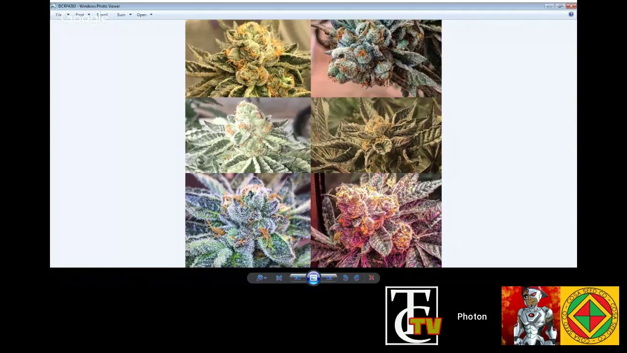 Trichome Chasers Grow Life Stream #36