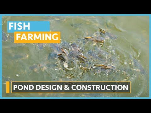 Fish Farming Course (Lesson 6) - Pond Design & Construction
