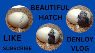 CHICK BEAUTIFUL HACTH EP. 4 PART 4 #ASMR #SOUNDSATISFYING