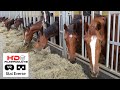 4K VR 360 Stal Everse - Horses