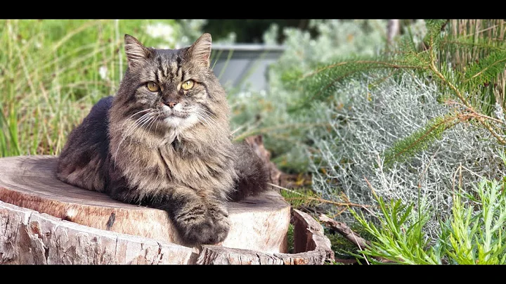 Tibby