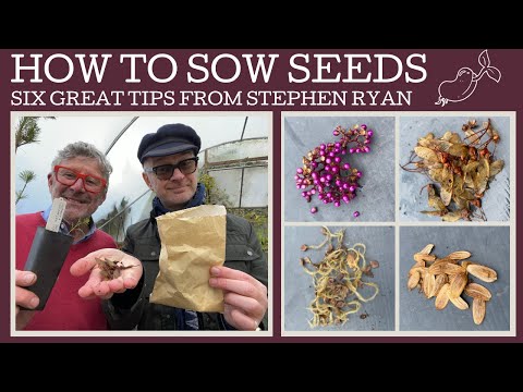 Video: Seedbox Plant Info – Meer informatie over het kweken van Marsh Seedbox-planten