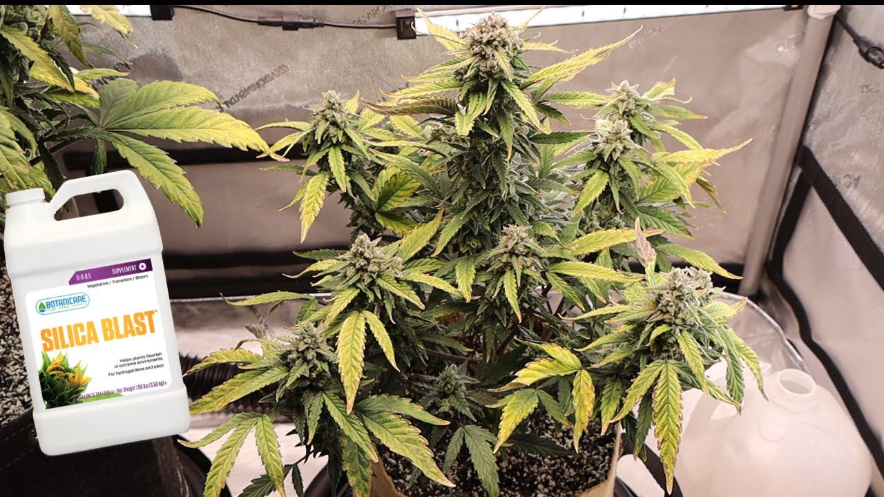 silica nutrient lockout