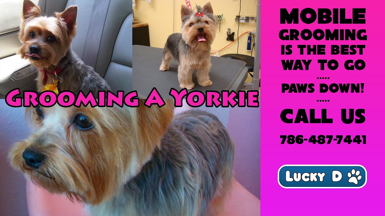 How To Groom a Yorkie Learn how to groom a Yorkie terrier Yorkshire