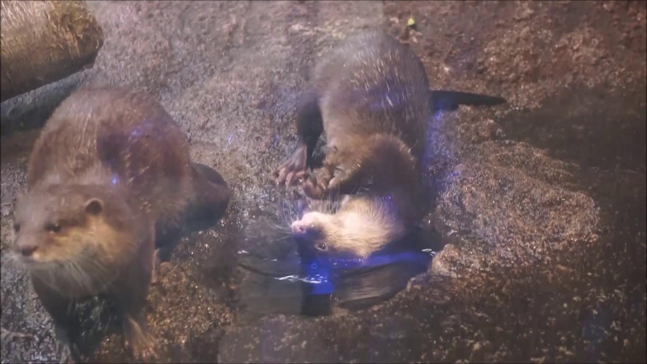 コツメカワウソに新たな流行の兆し？その名は、ローリングストーン！？