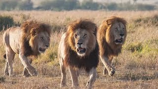 Lions King of Beasts (Wave Loom with great riffs)