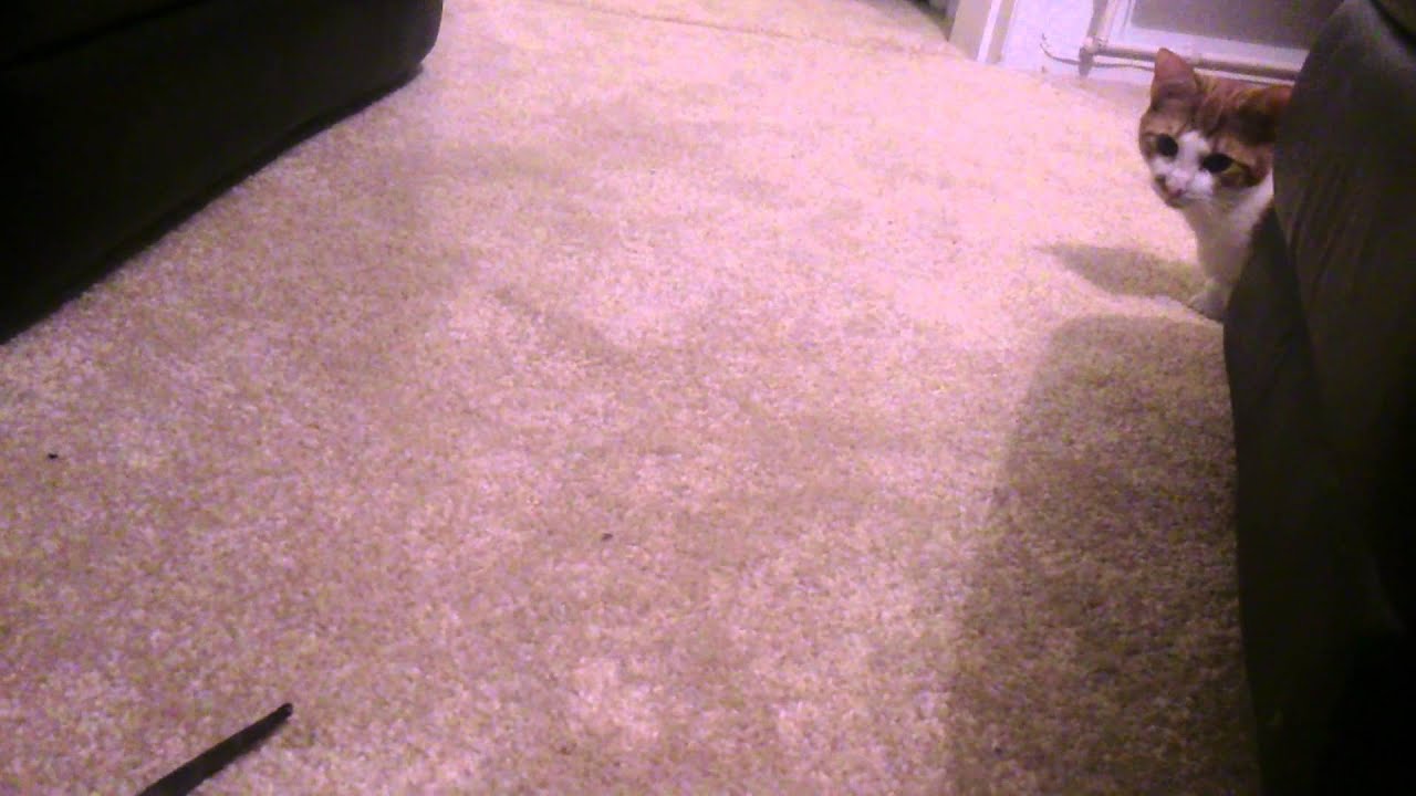 camera iphone 8 plus apk Bob the bearded dragon