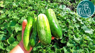 💧 Полив огурцов в жару холодной водой 🌿 Опыты Гордеевых