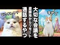 遊園地から大切なリモート会議に参加するやつ【コント】 【猫アニメ】