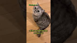 .Why Cats Meow Only to Humans???