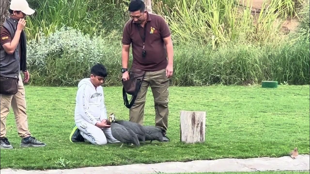 Dubai Safari Bird Show YouTube dubai-safari-bird-show-youtube