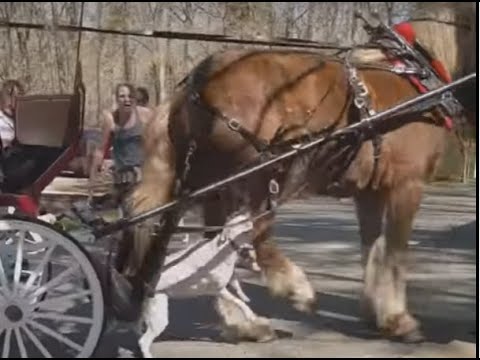 DOG HORSE ATTACKS SPIDER 