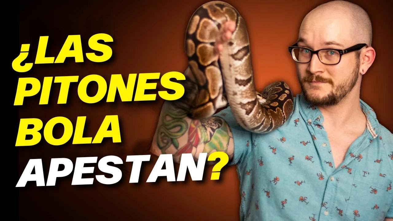 No compres una pitón bola como mascota: 3 razones por las que no son para principiantes