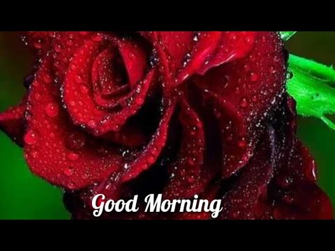 Good Morning Status Video.Good Morning Romantic Status Song Status / Good Morning Whatsapp Status