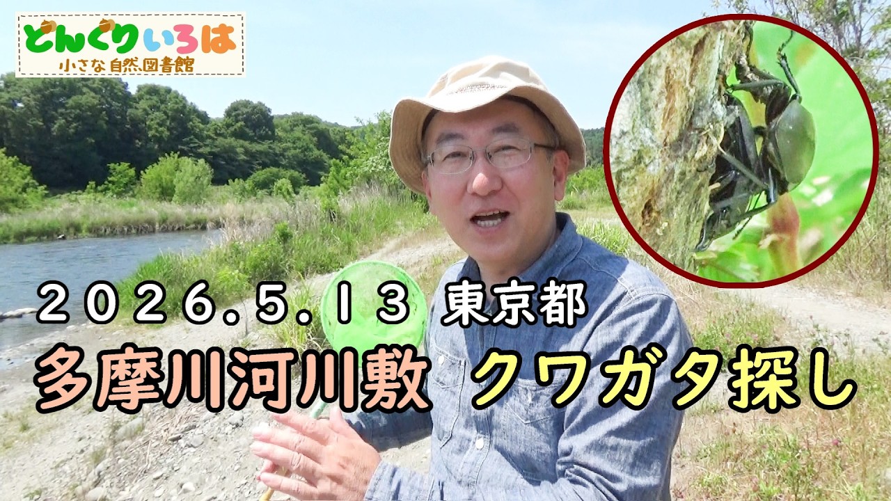 Searching for stag beetles on the Tamagawa River embankment [Tokyo