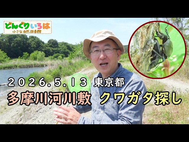 Searching for stag beetles on the Tamagawa River embankment [Tokyo
