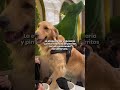 🐶En Fundación Patrulla Criolla pueden hacer voluntariado #dogs #perros #fundacion #viral #fyp