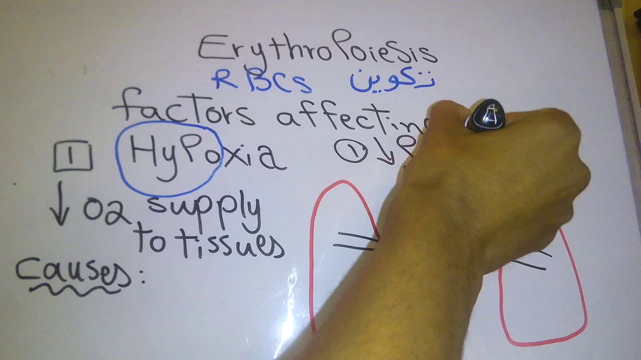 Blood new system (Erythropoiesis part 1) dr mohamed fayez
