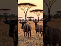 wildebeest and hartebeest #dreamscreenAI