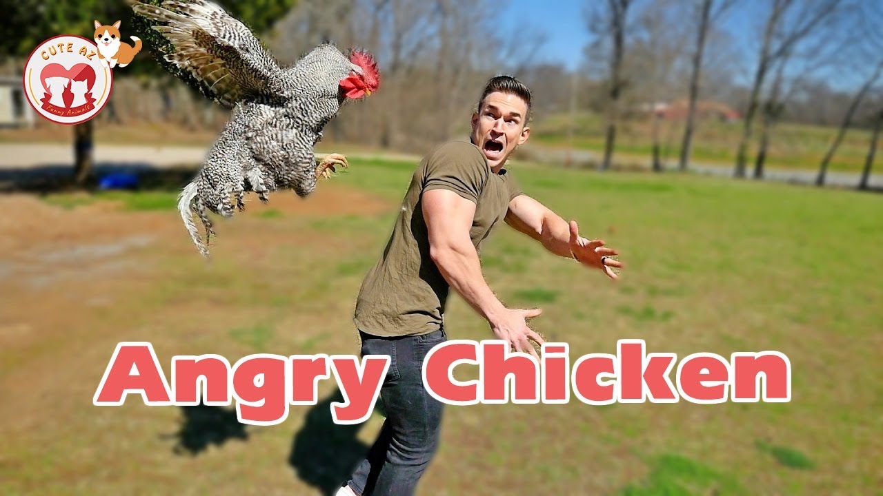 Download Funny Chickens Chasing... People! Hilarious! Funniest Animals Videos May 2019