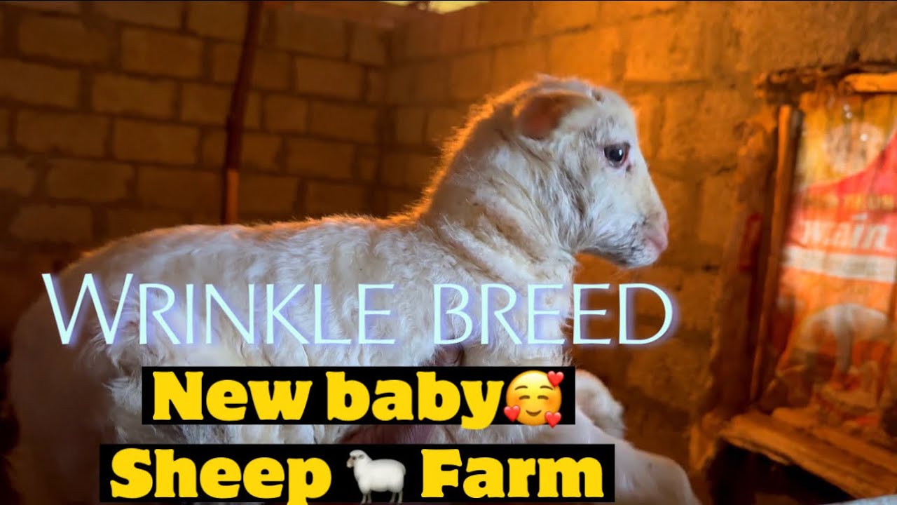 New baby at farm Wrinkle breed viral sheepfarming SandiBrock