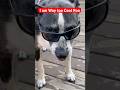 Way Too Sexy Pup #pitbullx #dogshorts #kangaroogoose #doglife #funnyshorts