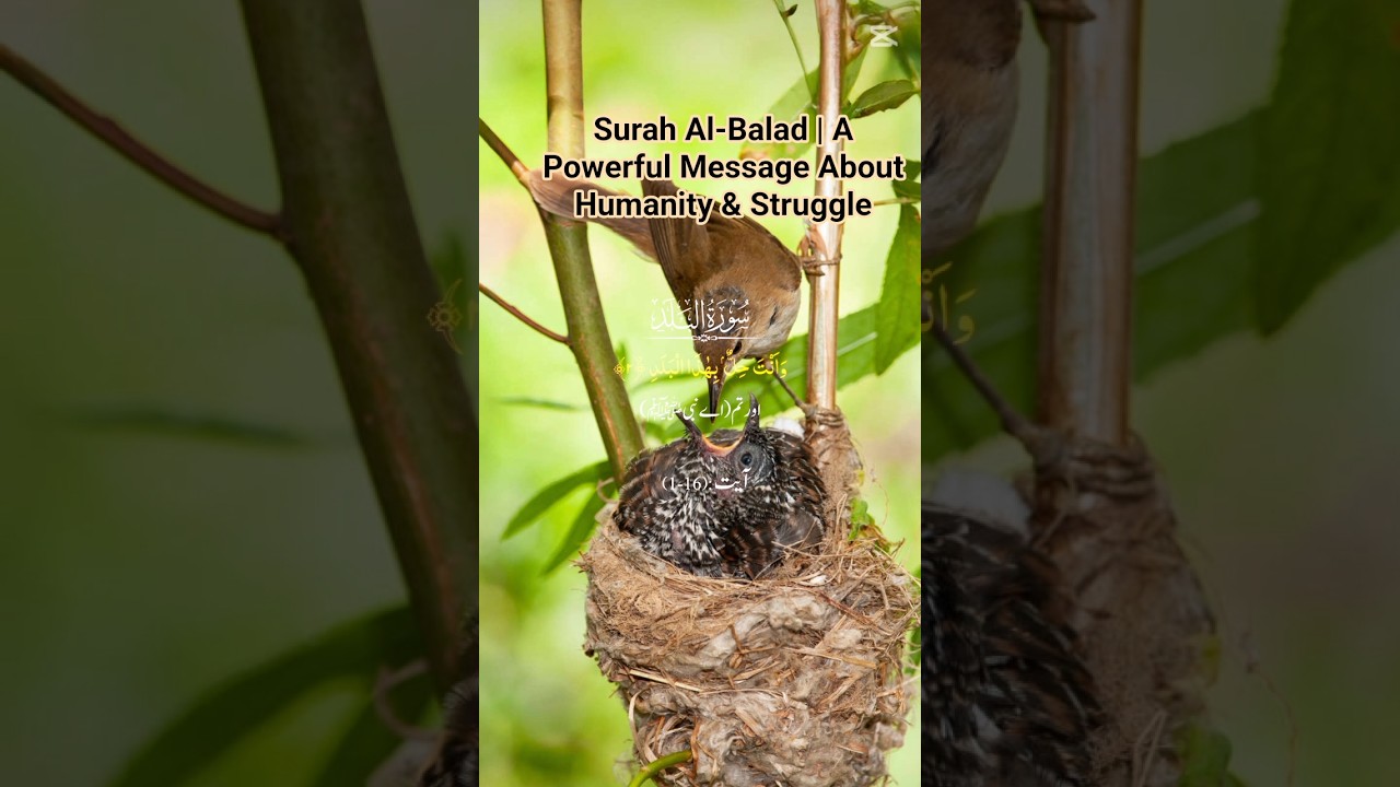 Surah Al-Balad | A Powerful Message About Humanity & Struggle|Urdu Translation|سورۃ البلد اردو ترجمہ