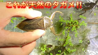 【水生昆虫】これが天然タガメだ‼︎ 秘境の田んぼでタガメ採集 belostomatidae (giant water bug)