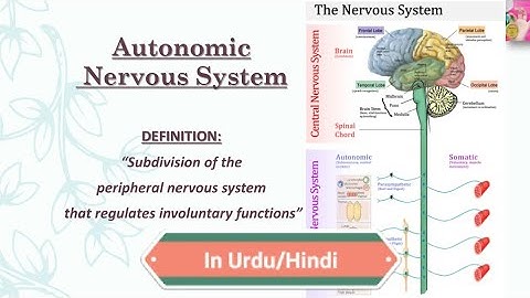 Autonomic Nervous System | in Urdu/Hindi language | by Dear Knowledge