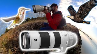 Sony 200-600mm Overview + Bird Photography Tips
