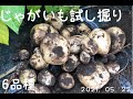 じゃがいも試し掘り 6品種