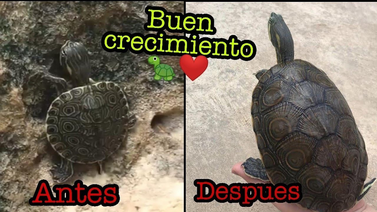 Como debe ser el crecimiento para mi tortuga durante 1 año (2da parte